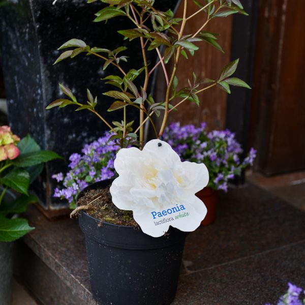 peony paeonia bijūnas lactiflora plants perennial augalas gėlės ir manufaktūra