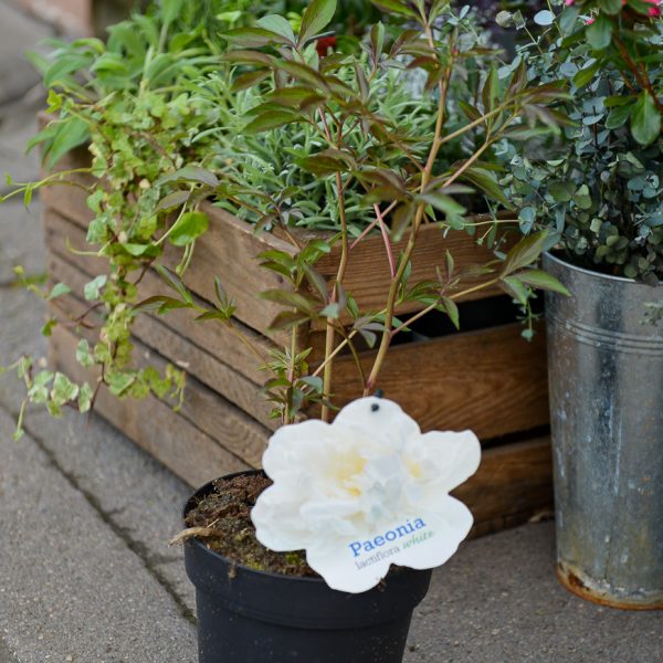 peony paeonia bijūnas lactiflora plants perennial augalas gėlės ir manufaktūra