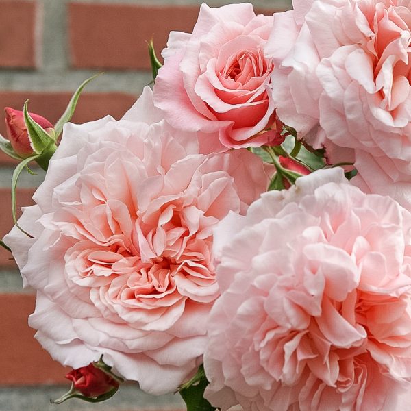 rose de tolbiac garden rose sodo bijūninė rožė gėlės ir manufaktūra