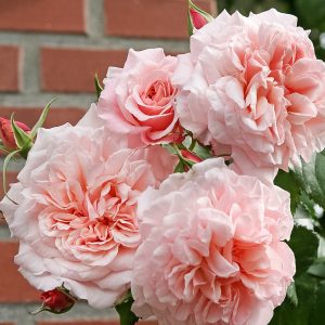 rose de tolbiac garden rose sodo bijūninė rožė gėlės ir manufaktūra