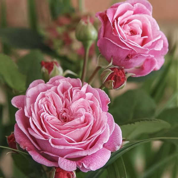rosengrafin Marie Henriette garden rose sodo bijūninė rožė gėlės ir manufaktūra