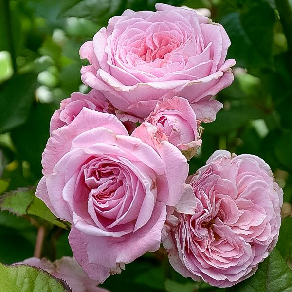rosengrafin Marie Henriette garden rose fragrance parfum sodo bijūninė rožė gėlės ir manufaktūra