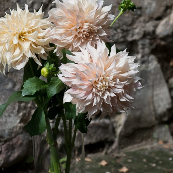 dahlia jurginas jurginai cafe au lait flowers gėlės ir manufaktūra kakavines spalvos dideli ziedai skintas skintos