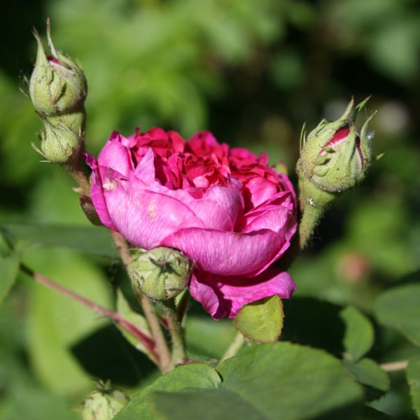 garden rose de Resht ancient rosa senovine Portlando parko sodo roze geles ir manufaktura