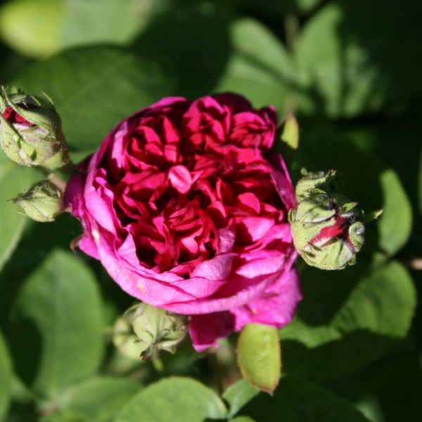 garden rose de Resht ancient rosa senovine Portlando parko sodo roze geles ir manufaktura