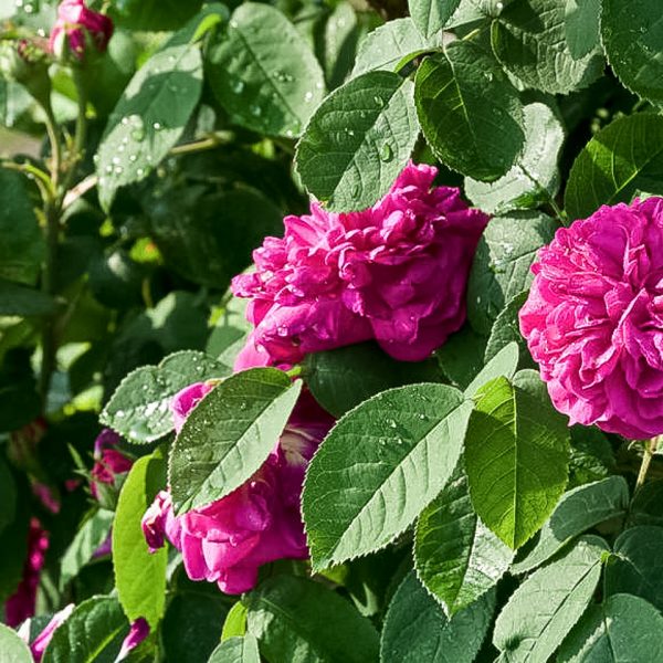 garden roses Portland rosa damascena Rose de Resht fragrance duft sodo rožė gėlės ir manufaktūra