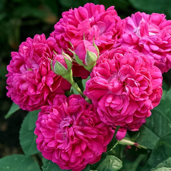 garden roses Portland rosa damascena Rose de Resht fragrance duft sodo rožė gėlės ir manufaktūra