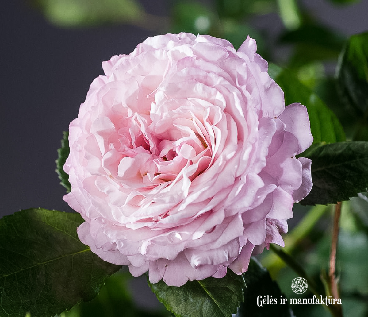 garden roses cluster rosa floribunda Rosenfaszination sodo rožė bijūninė gėlės ir manufaktūra beetrose