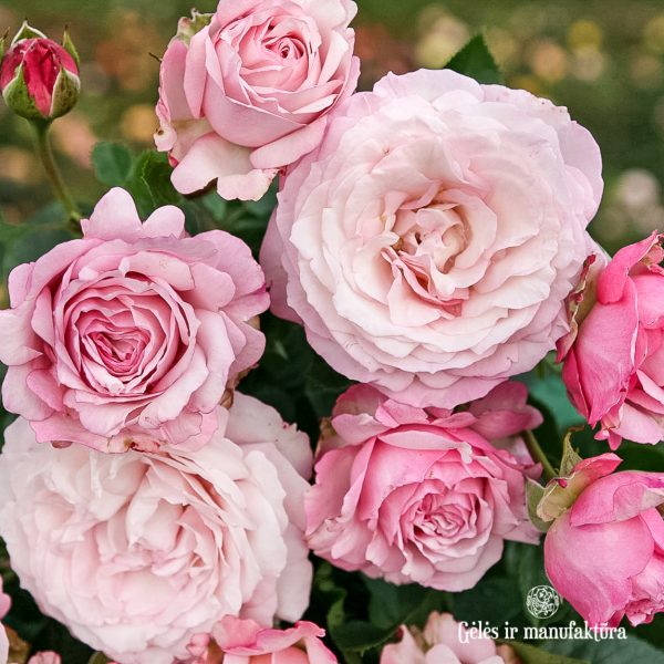 garden roses cluster rosa floribunda Rosenfaszination sodo rožė bijūninė gėlės ir manufaktūra beetrose