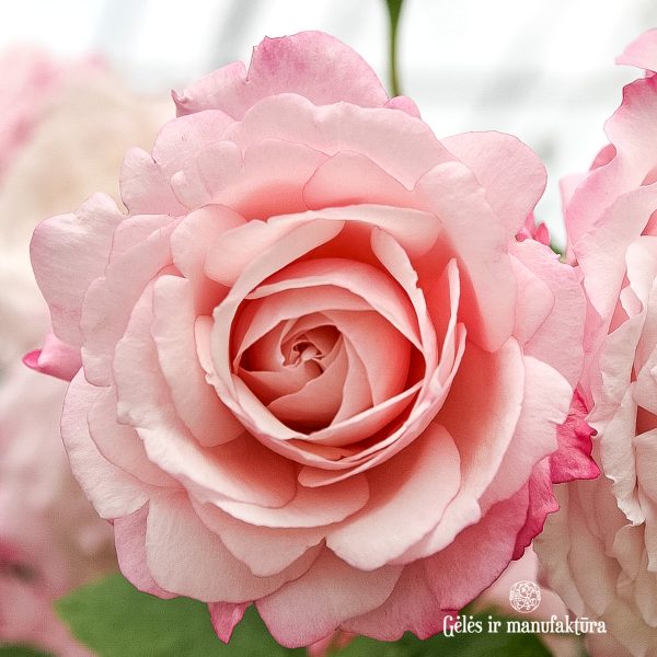 garden roses cluster rosa floribunda Rosenfaszination sodo rožė bijūninė gėlės ir manufaktūra beetrose