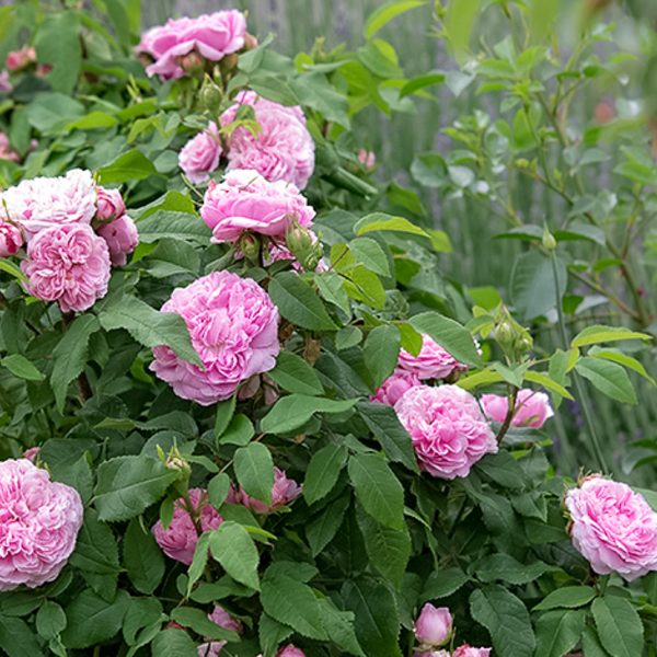 garden roses fragrant rosa Portland old shrubrose Jacques Cartier parfuma sodo rožė bijūninė gėlės ir manufaktūra damask