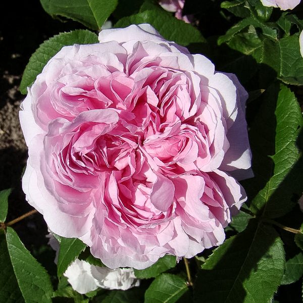 garden roses fragrant rosa Portland old shrubrose Jacques Cartier parfuma sodo rožė bijūninė gėlės ir manufaktūra damask