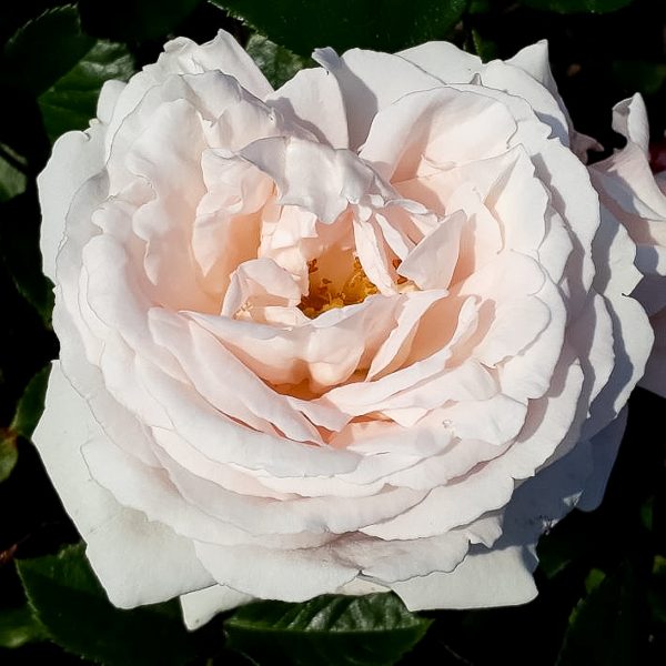 garden roses fragrant rosa shrubrose Constanze Mozart Pretty parfuma sodo rožė bijūninė gėlės ir manufaktūra beetrose