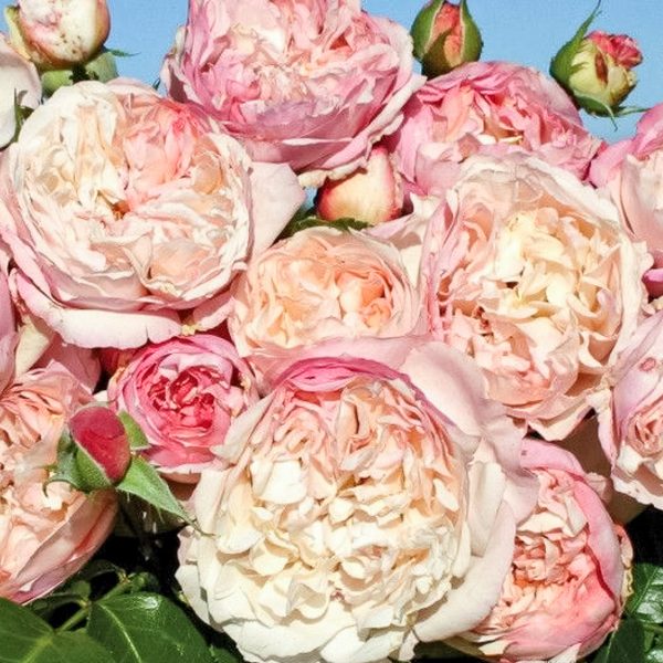 garden roses fragrant rosa shrubrose Hercules parfum sodo rožė bijūninė gėlės ir manufaktūra beetrose