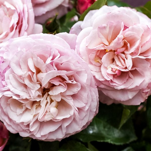 garden roses fragrant rosa shrubrose Hercules parfum sodo rožė bijūninė gėlės ir manufaktūra beetrose