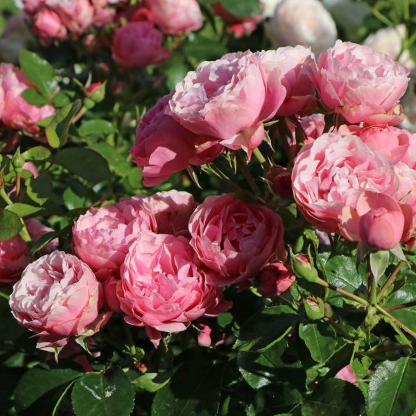 garden roses rosa Leonardo da Vinci shrubrose floribunda sodo rožės geles ir manufaktura augalas