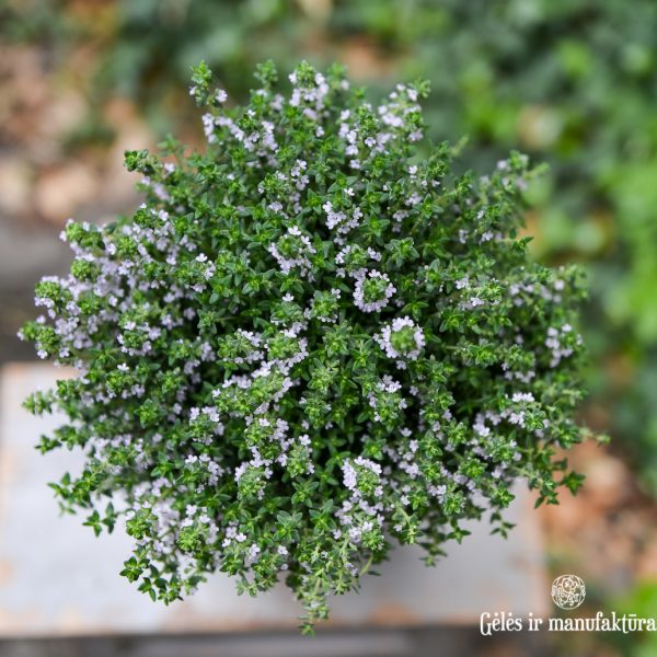 plants thyme thymus vulgaris herbs on stem čiobrelis gėlės ir manufaktūra