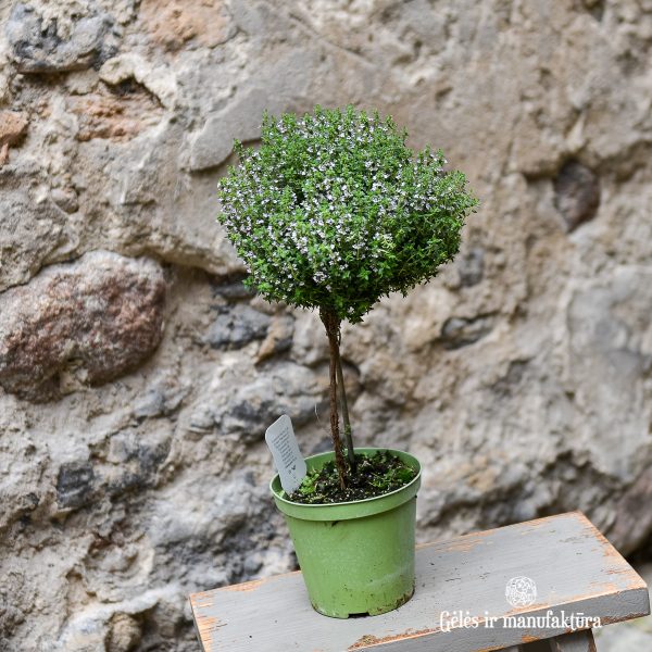 plants thyme thymus vulgaris herbs on stem čiobrelis gėlės ir manufaktūra