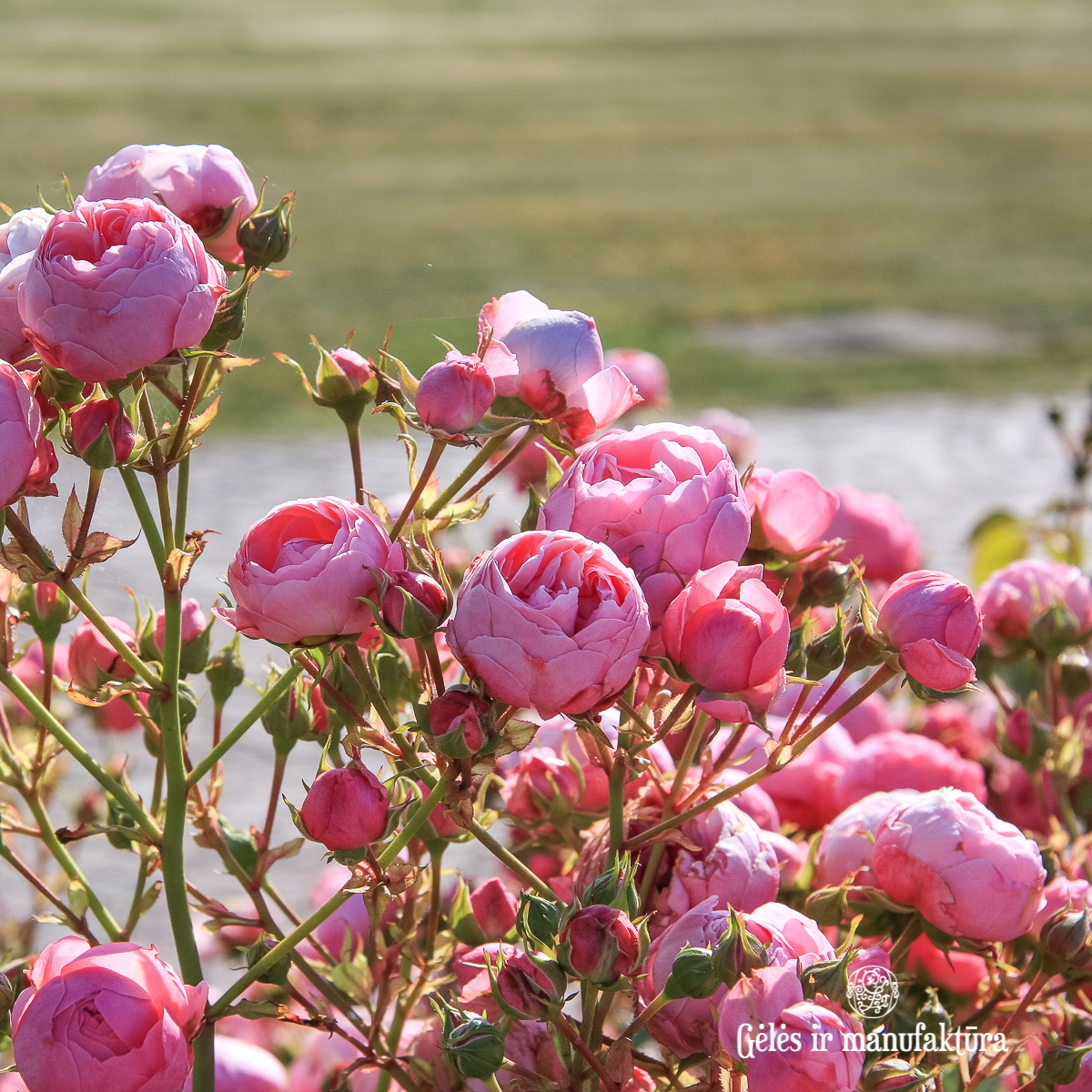 rosa pomponella garden roses sodo rožė bijūninė floribunda gėlės ir manufaktūra