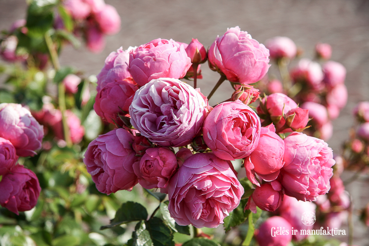 rosa pomponella garden roses sodo rožė bijūninė floribunda gėlės ir manufaktūra