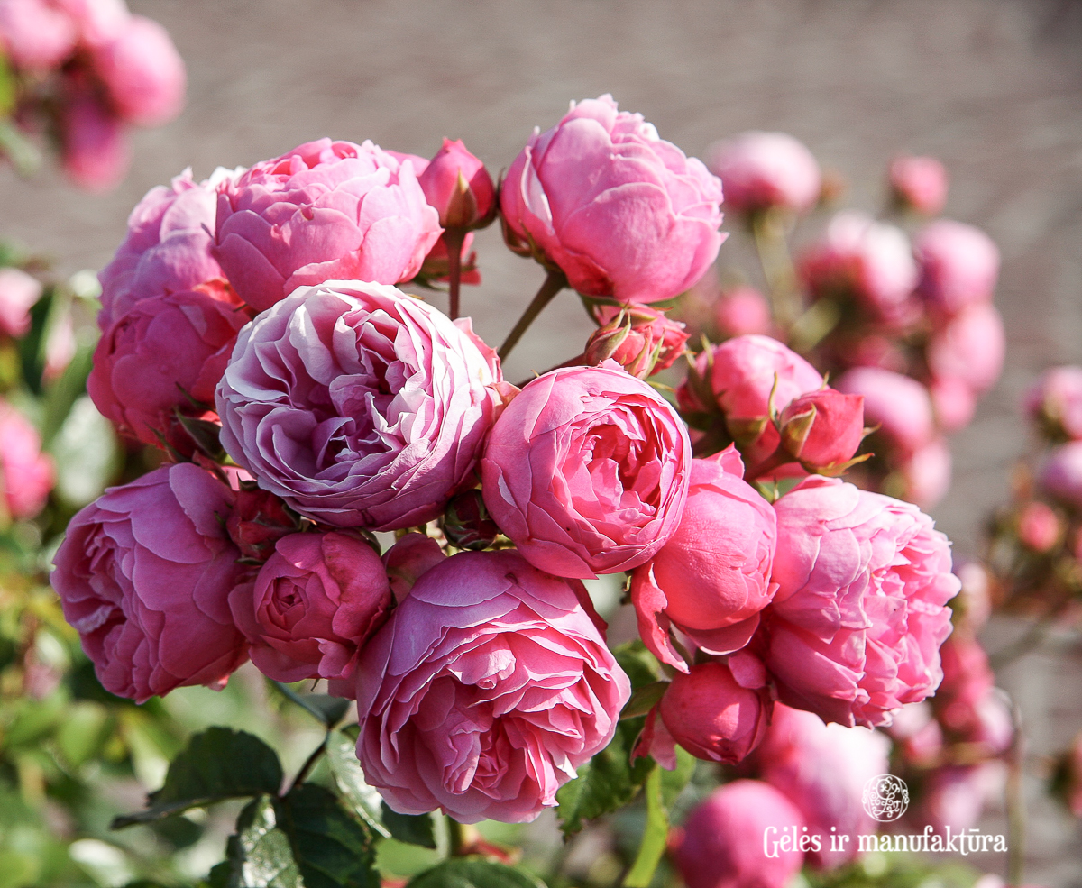 rosa pomponella garden roses sodo rožė bijūninė floribunda gėlės ir manufaktūra