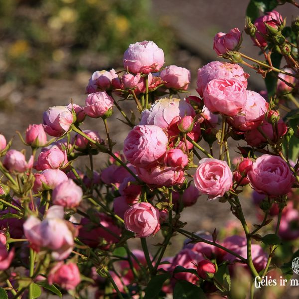 rosa pomponella garden roses sodo rožė bijūninė floribunda gėlės ir manufaktūra