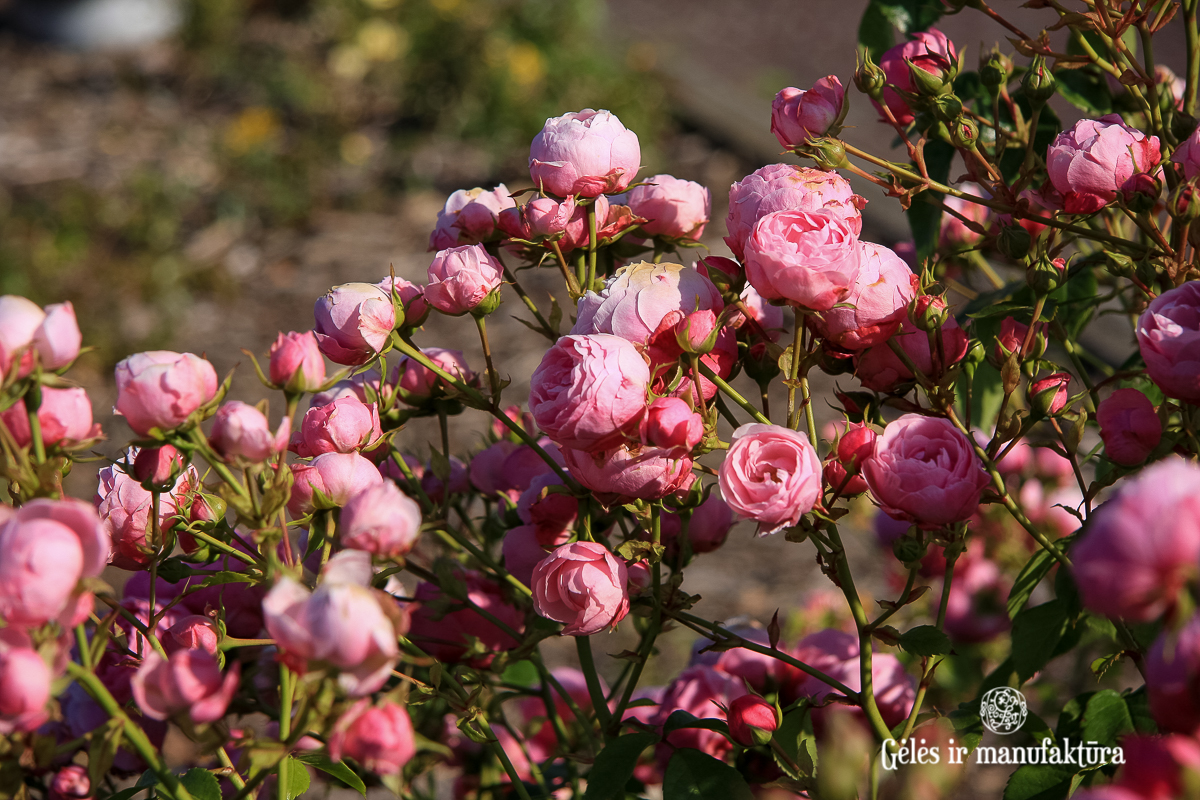 rosa pomponella garden roses sodo rožė bijūninė floribunda gėlės ir manufaktūra