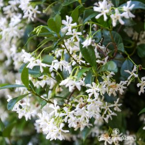 trachelospermum jasminoides star jasmin jazminas žvaigždinis flowers plants mediterranean gėlės ir manufaktūra