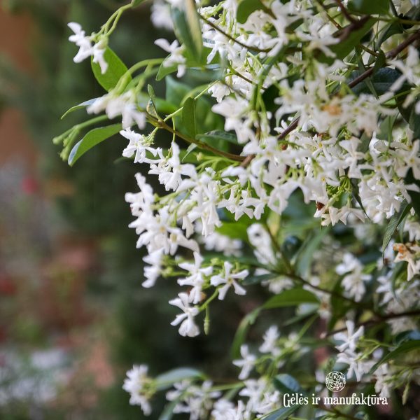 trachelospermum jasminoides star jasmin jazminas žvaigždinis flowers plants mediterranean gėlės ir manufaktūra