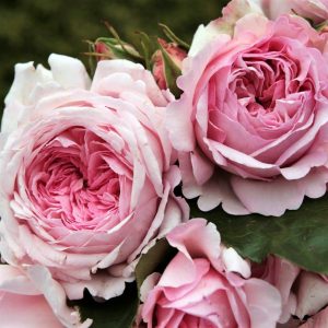 Alexandra_Princesse_de_Luxembourg garden rose rosa shrub augalas sodo roze geles ir manufaktura