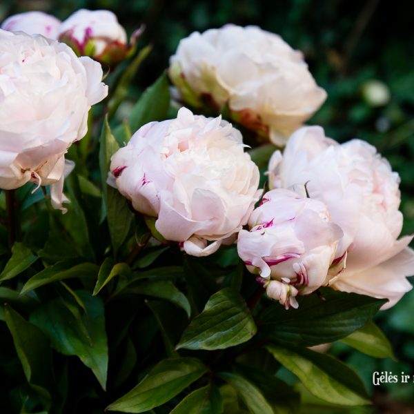 bijūnai rožiniai light pink peonies paeonia paeonia gardenia Gėlės ir manufaktūra skinti skintas bijunas flowers
