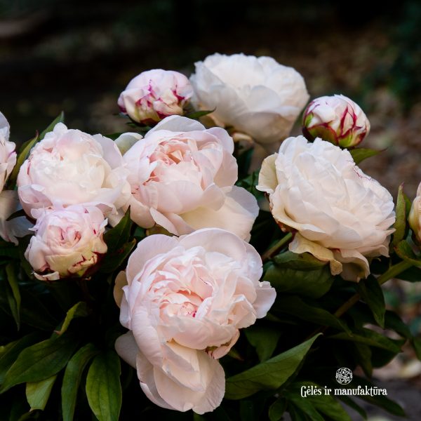 bijūnai rožiniai light pink peonies paeonia paeonia gardenia Gėlės ir manufaktūra skinti skintas bijunas flowers