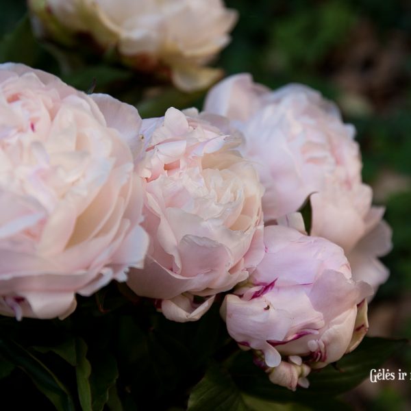 bijūnai rožiniai light pink peonies paeonia paeonia gardenia Gėlės ir manufaktūra skinti skintas bijūnas flowers