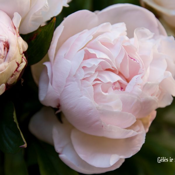 bijūnai rožiniai light pink peonies paeonia paeonia gardenia Gėlės ir manufaktūra skinti skintas bijūnas flowers