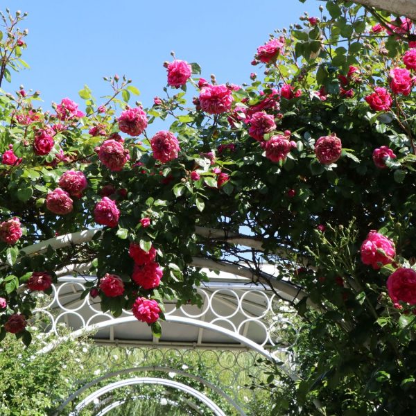 climbing garden rose rosa Laguna cerise fragrance laipiojanti vijoklinė sodo rožė gėlės ir manufaktūra