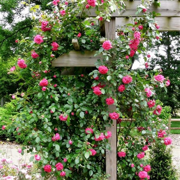 climbing garden rose rosa Laguna cerise fragrance laipiojanti vijoklinė sodo rožė gėlės ir manufaktūra