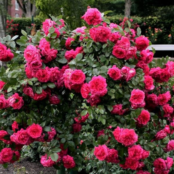 climbing garden rose rosa 'Laguna' ® cerise fragrance laipiojanti vijoklinė sodo rožė gėlės ir manufaktūra