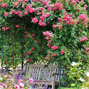 climbing garden rose rosa 'Laguna' ® cerise fragrance laipiojanti vijoklinė sodo rožė gėlės ir manufaktūra