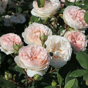 garden beetrose rose Märchenzauber shrubrose sodo bijunine rožė gėlės ir manufaktūra apricot fragrance