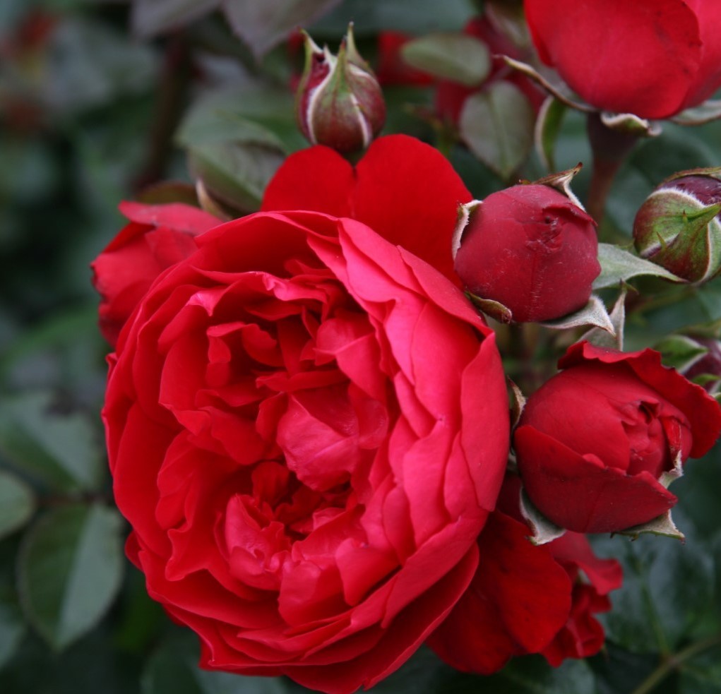 garden roses Florentina climbing bijunines sodo rozes raudona vijoklinė laipiojanti geles ir manufaktura