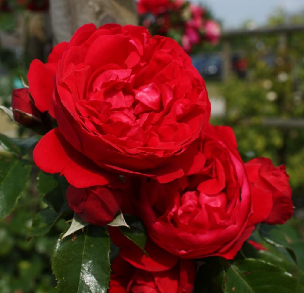 garden roses Florentina climbing bijunines sodo rozes raudona vijoklinė laipiojanti geles ir manufaktura