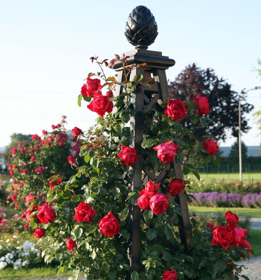 garden roses Florentina climbing bijunines sodo rozes raudona vijoklinė laipiojanti geles ir manufaktura