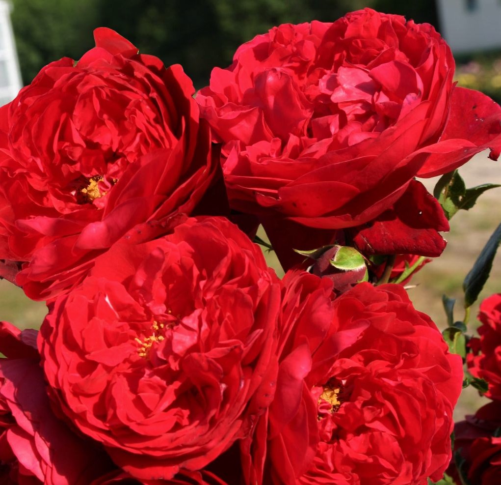 garden roses Florentina climbing bijunines sodo rozes raudona vijoklinė laipiojanti geles ir manufaktura