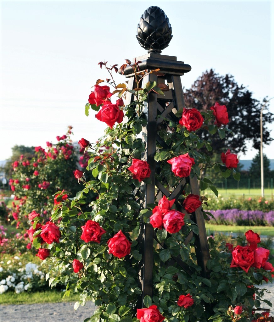 garden roses Florentina climbing bijunines sodo rozes raudona vijoklinė laipiojanti geles ir manufaktura