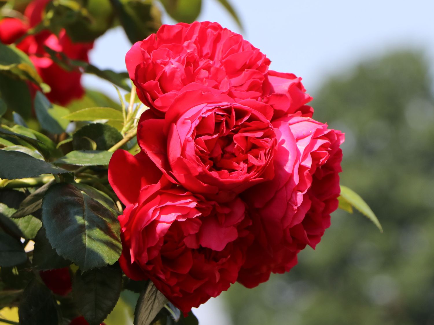 garden roses Florentina climbing bijunines sodo rozes raudona vijoklinė laipiojanti geles ir manufaktura