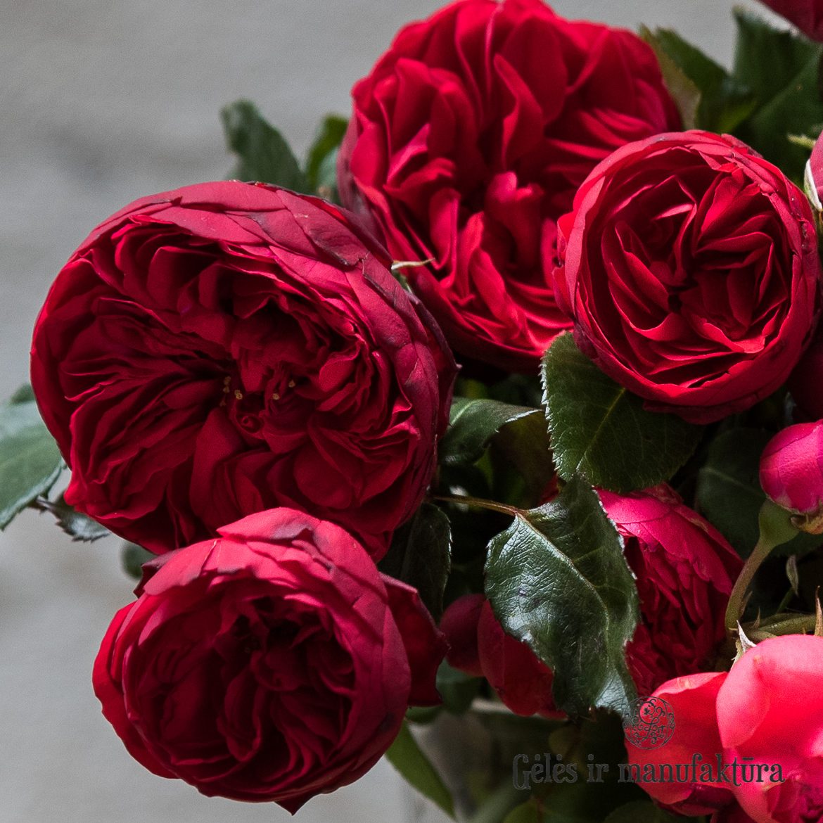 garden roses Florentina climbing bijunines sodo rozes raudona vijoklinė laipiojanti geles ir manufaktura