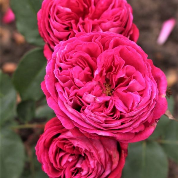 garden roses rosa fragrant Freifrau Caroline parfuma shrubrose kvepianti sodo rožė geles ir manufaktura