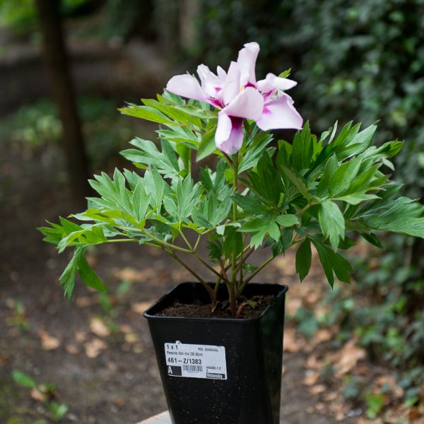 peony Itoh paeonia Cora Louise intersectional hybrid bijūnai hibridiniai plants augalas gėlės ir manufaktūra