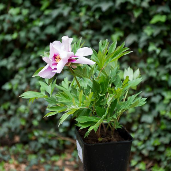 peony Itoh paeonia Cora Louise intersectional hybrid bijūnai hibridiniai plants augalas gėlės ir manufaktūra