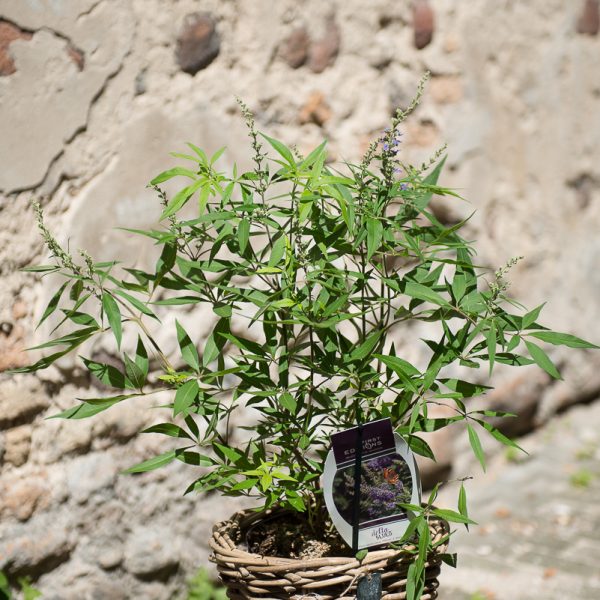 vaistinis augalas skaistminas Chaste tree augalai vitex agnus-castus gėlės ir manufaktūra